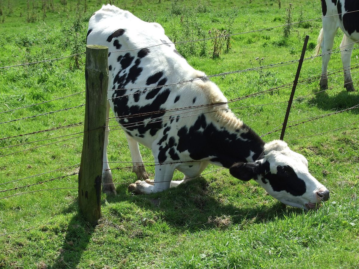 Cattle grazing in open pasture near a barbed wire fence.